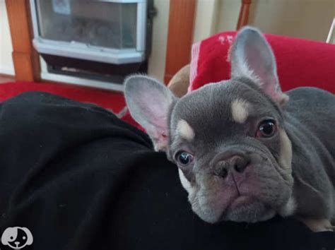 The Fawn Frenchie can be seen as the opposite of the Cream French Bulldog, at least in regards to color. . L1 gene french bulldog